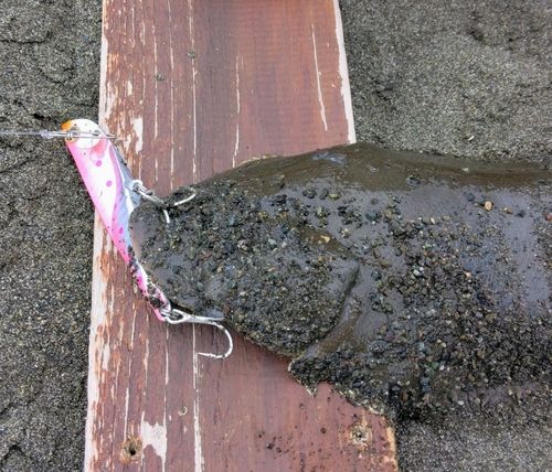 クロウシノシタの釣果