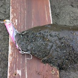 クロウシノシタ