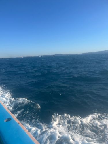 カワハギの釣果