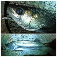 フッコ（マルスズキ）の釣果