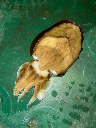 モンゴウイカの釣果