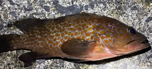 キジハタの釣果