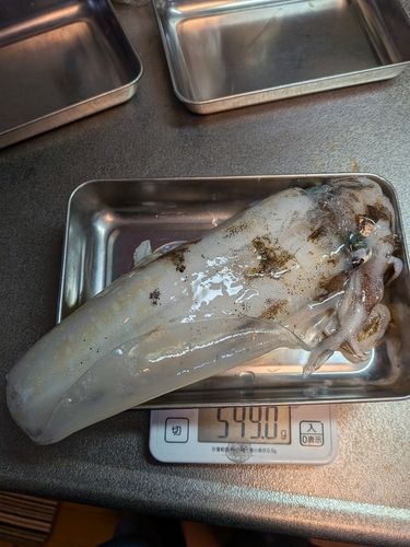 アオリイカの釣果