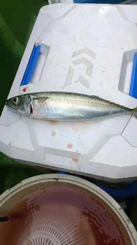 サバの釣果