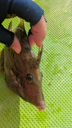 カワハギの釣果