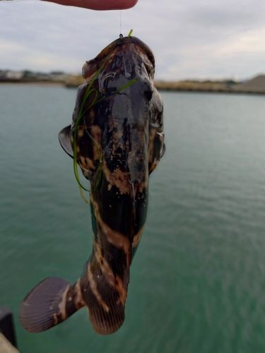 キジハタの釣果