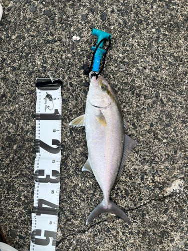 鞠山海遊パーク