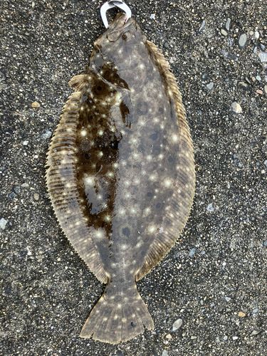 ヒラメの釣果
