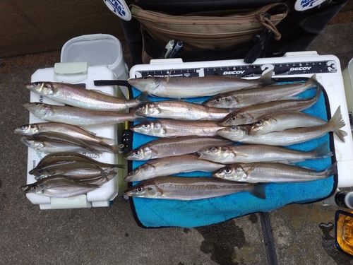 シロギスの釣果