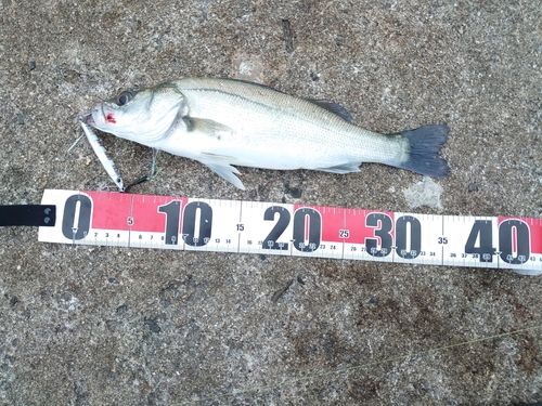 セイゴ（マルスズキ）の釣果