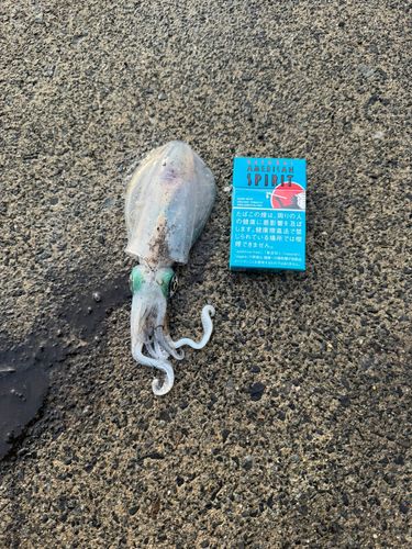 シーパーク丹生