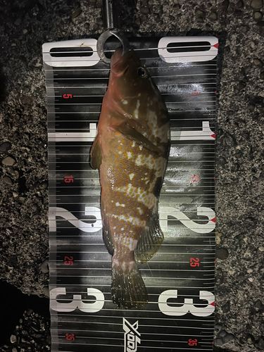 キジハタの釣果