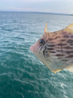 カワハギの釣果