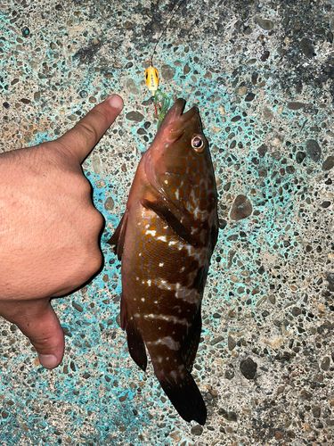 キジハタの釣果