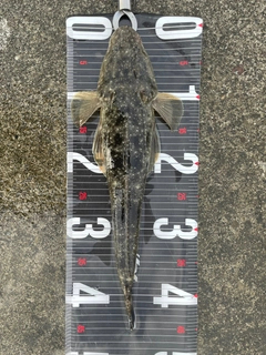 キジハタの釣果