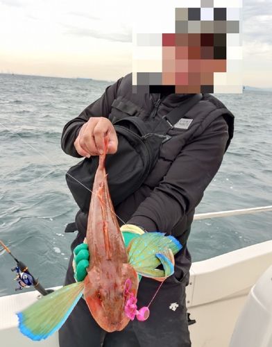 ホウボウの釣果