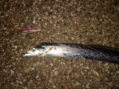 タチウオの釣果