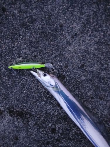 タチウオの釣果