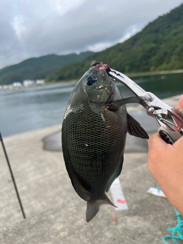 メジナの釣果