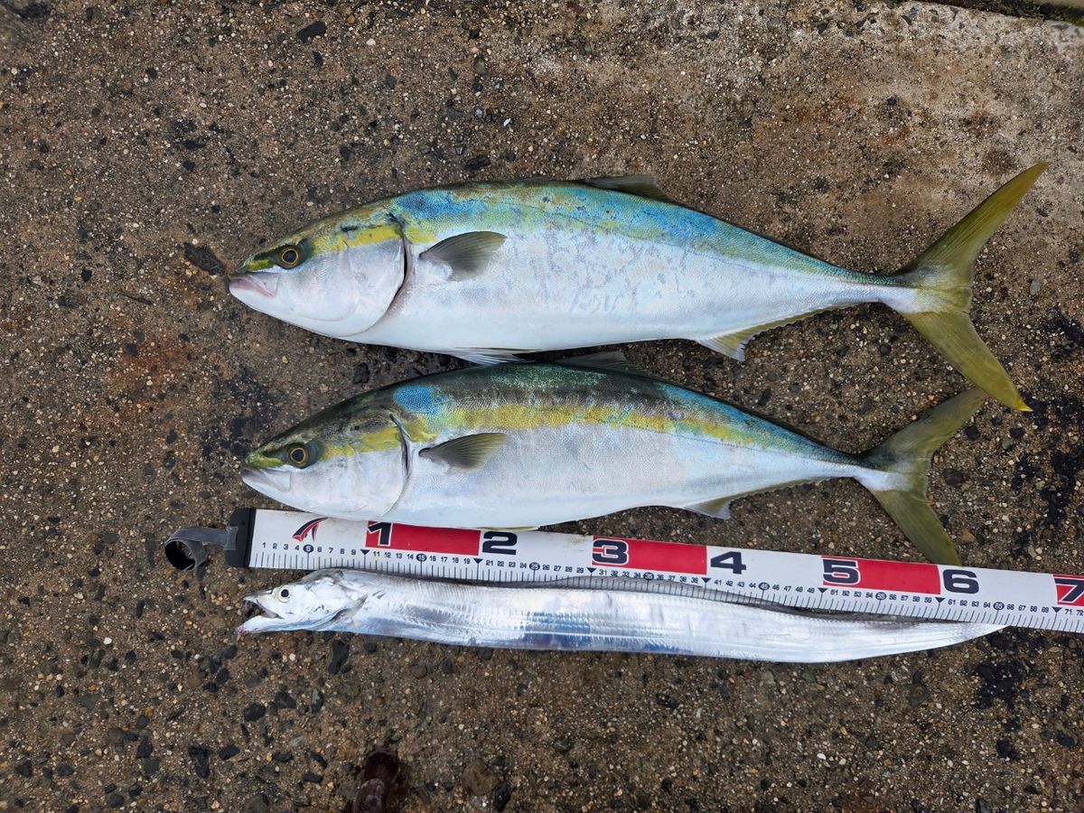 ( ﾟAﾟ )さんの釣果 3枚目の画像