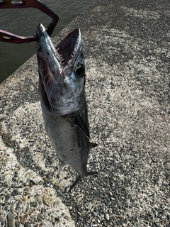 サゴシの釣果