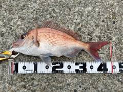 マダイの釣果
