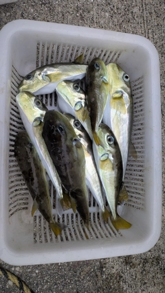 シロサバフグの釣果