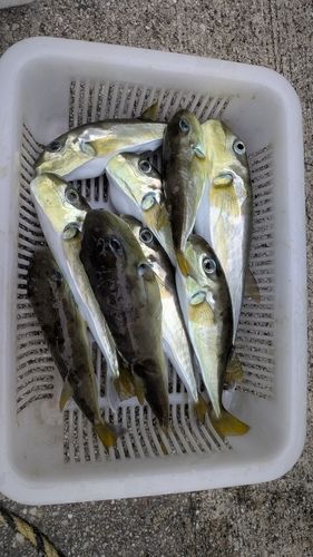 シロサバフグの釣果
