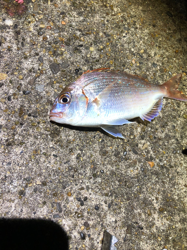 ハナダイの釣果