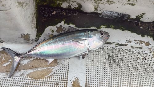 メジマグロの釣果