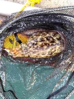 モンゴウイカの釣果