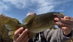 スモールマウスバスの釣果
