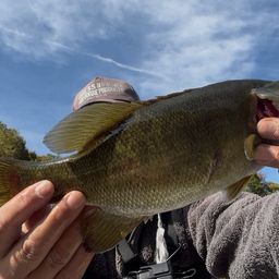 スモールマウスバス