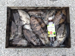 モンゴウイカの釣果