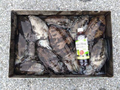 モンゴウイカの釣果