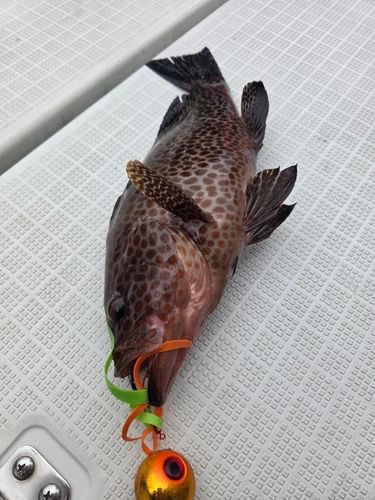 オオモンハタの釣果