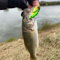 ラージマウスバス