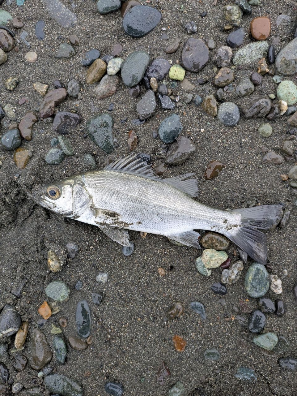 セイゴ（ヒラスズキ）