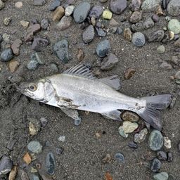 セイゴ（ヒラスズキ）