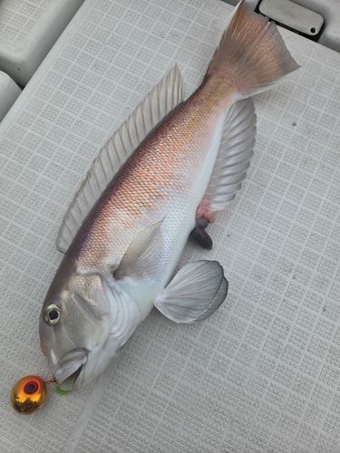 シロアマダイの釣果