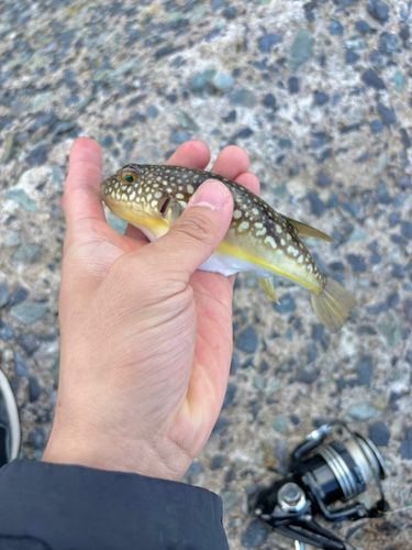 クサフグの釣果