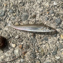 シロギスの釣果