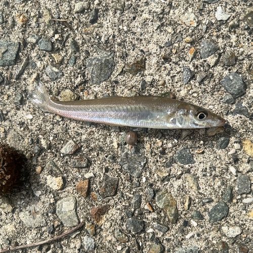 シロギスの釣果