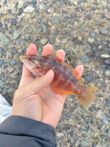 アカササノハベラの釣果