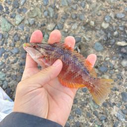 アカササノハベラ