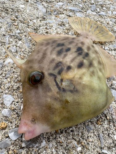 カワハギの釣果