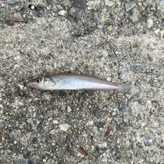 シロギスの釣果