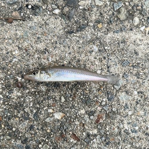 シロギスの釣果