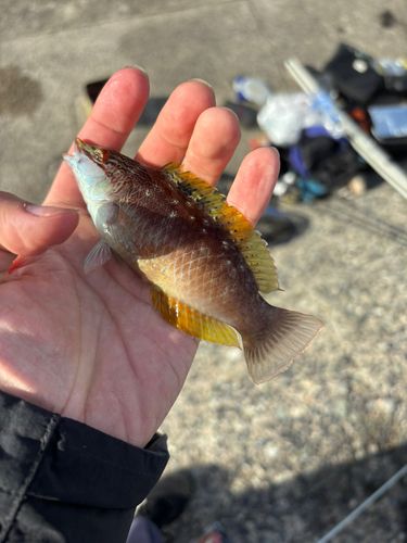 ホシササノハベラの釣果