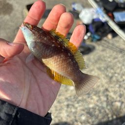 ホシササノハベラ